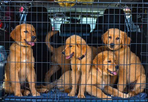 Crate Training