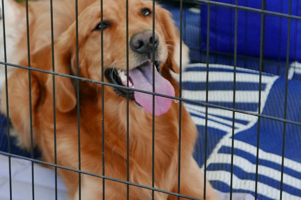golden-retriever-crate-training-tips
