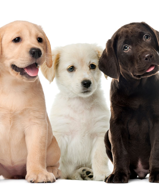 Golden Retriever Types and Mixes