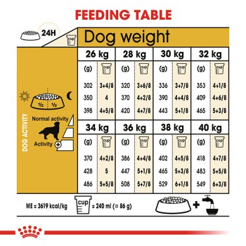 adult golden retriever feeding