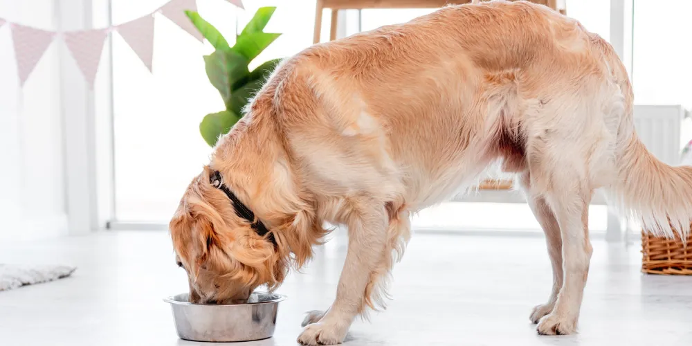 adult golden retriever feeding