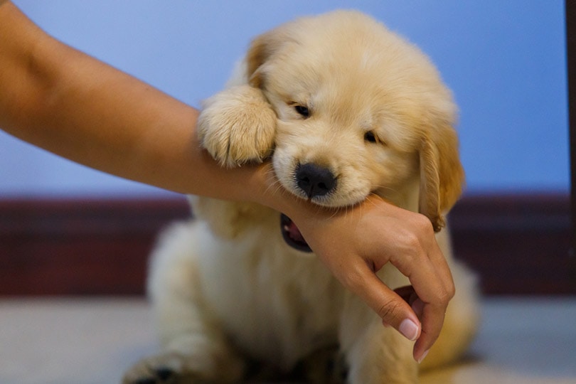 Golden Retriever Stop Teething