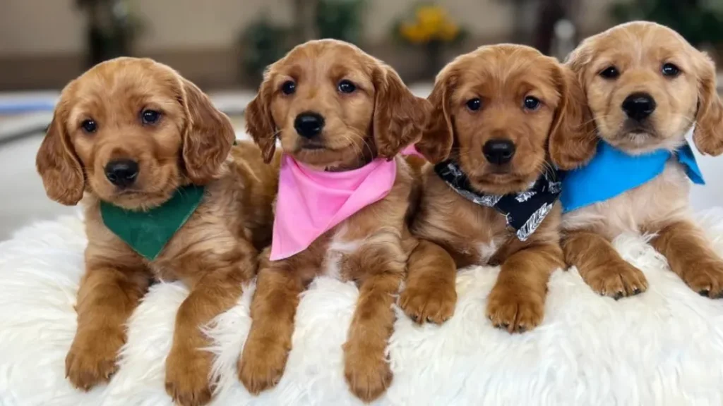 mini Golden Retriever Dog Color
