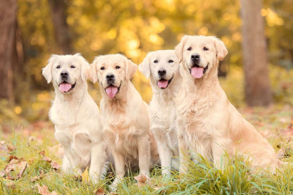 Golden Retriever Types and Mixes