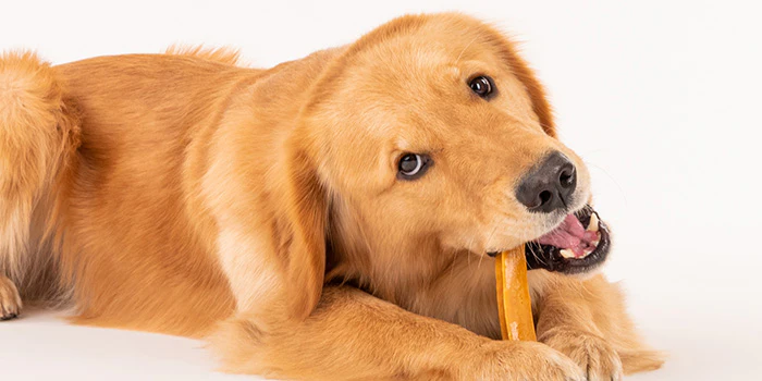 Golden Retriever Teething Stages