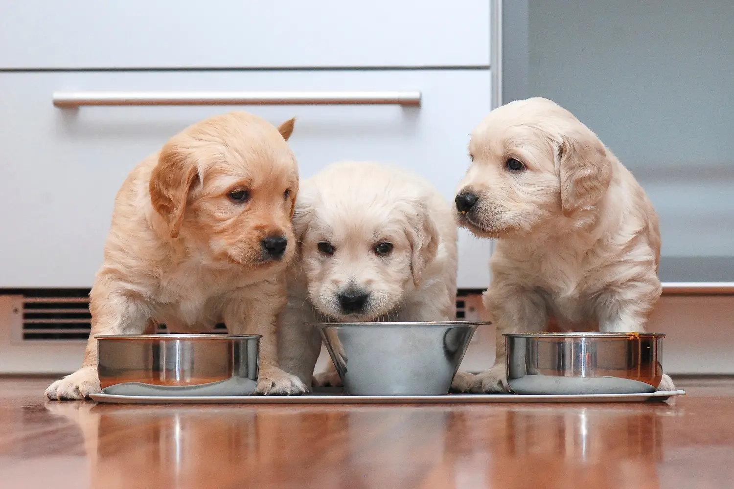 golden retriever best puppy food