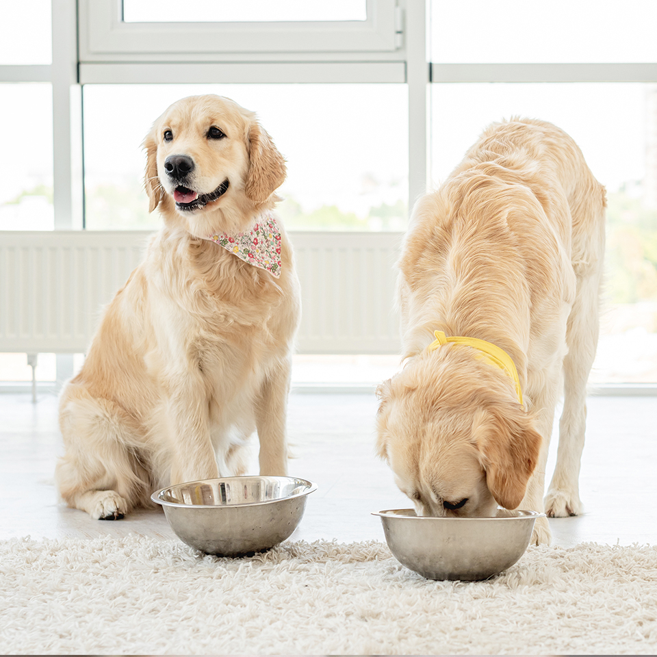 Best Golden Retriever Food