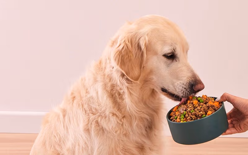 golden retriever feeding