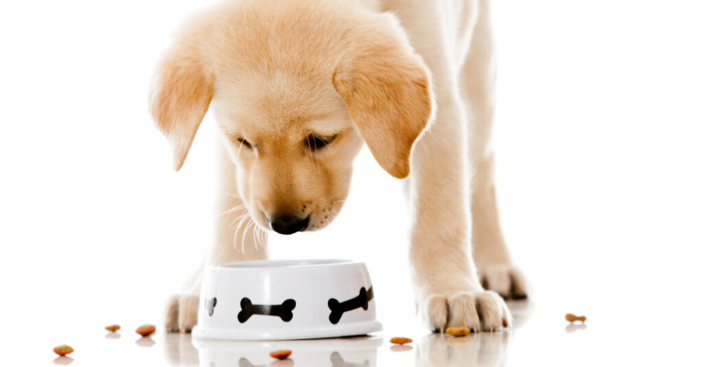 golden retreiver puppy food 