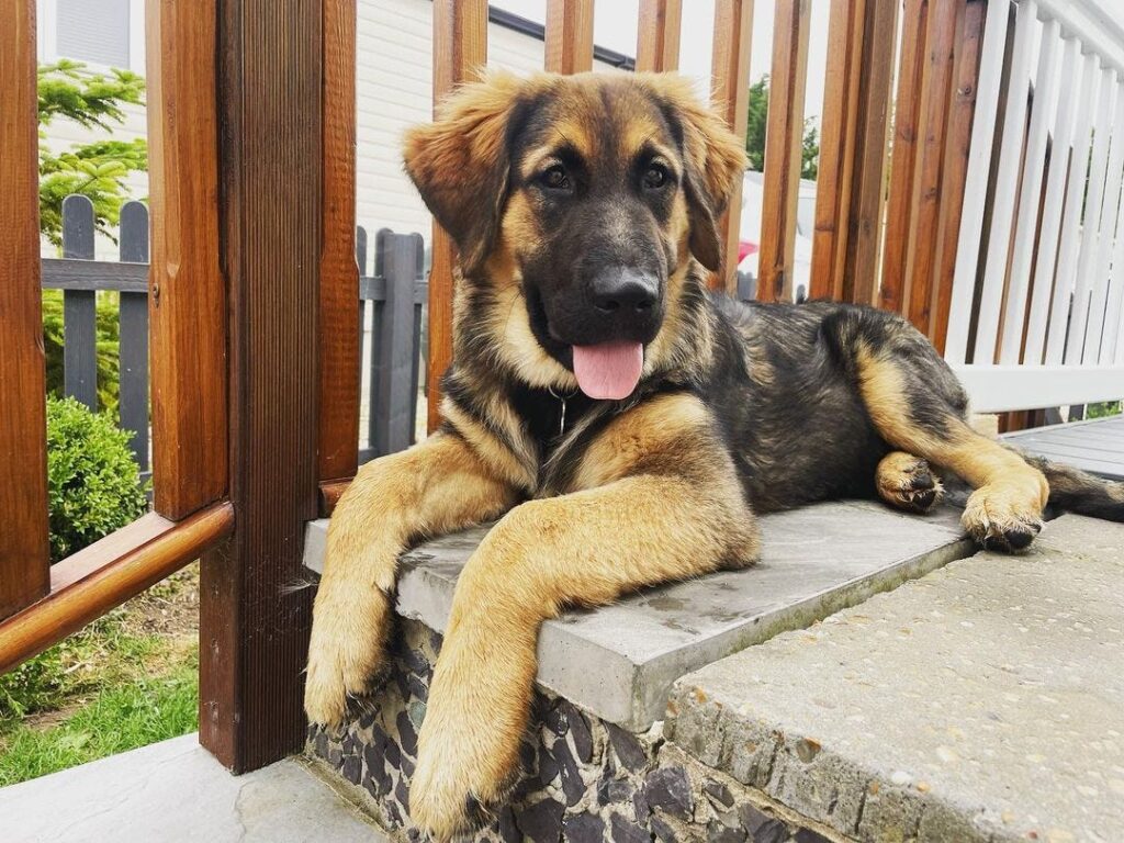 Golden Retriever Types and Mixes