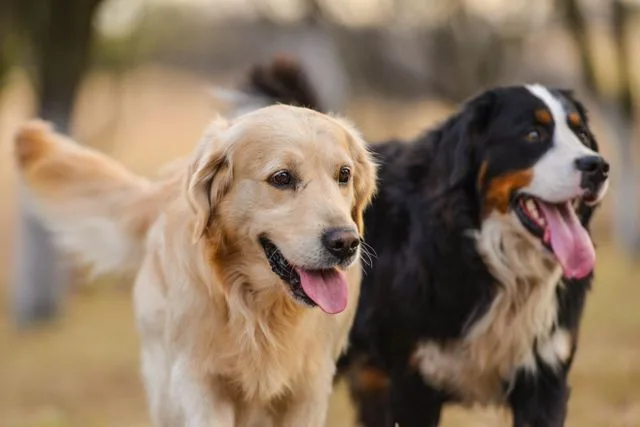 golden Retriever Types and Mixes