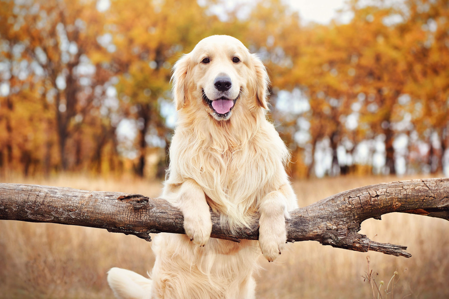 golden retriever 