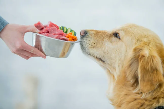 Golden Retriever Diet
