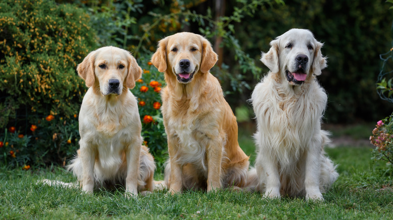 golden retriever guide