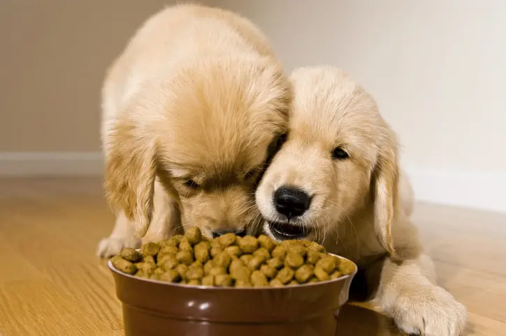 golden retriever food