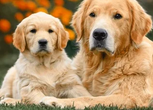 Golden Retriver Training