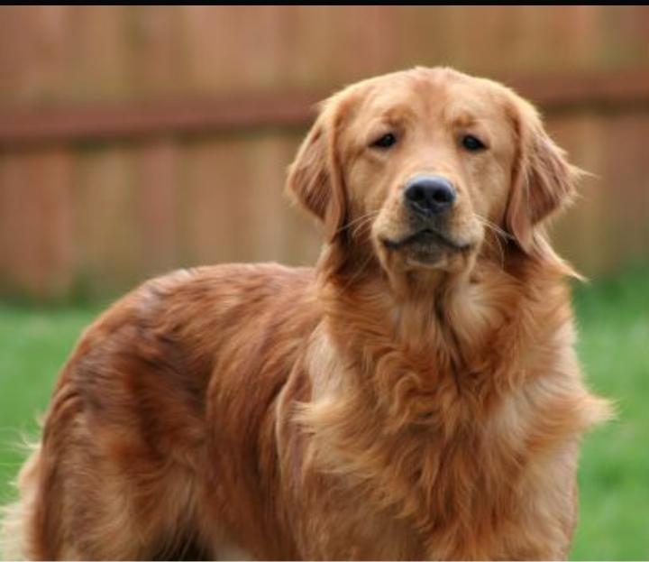 golden retriever training