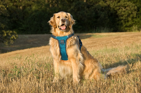 Golden Retriever Guide
