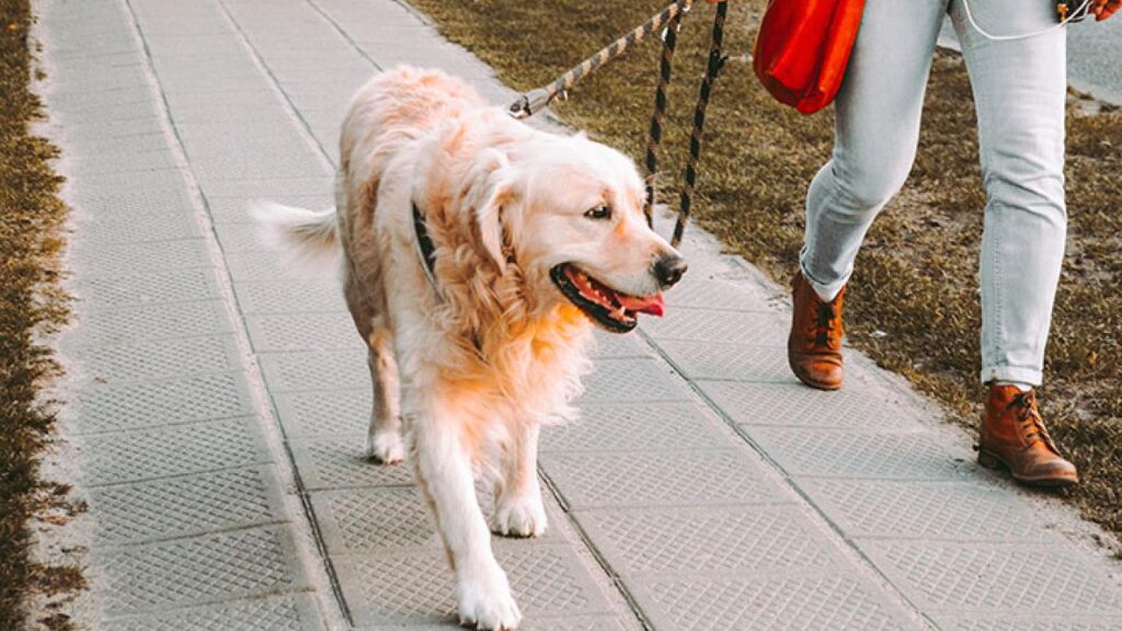 Dog Leash Walk