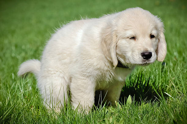 Golden Retriever Potty Training