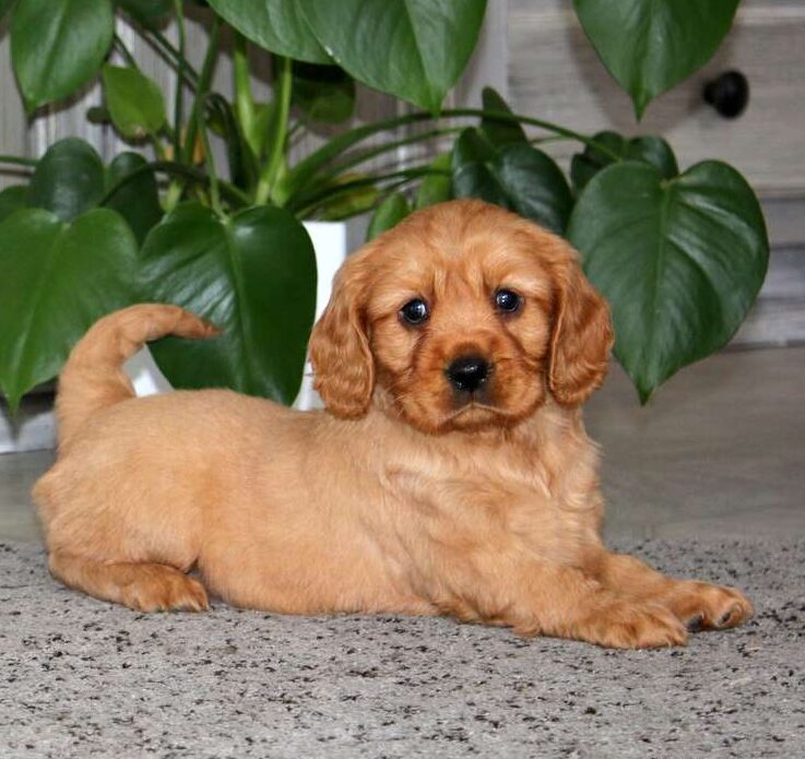 Mini Golden Retriever