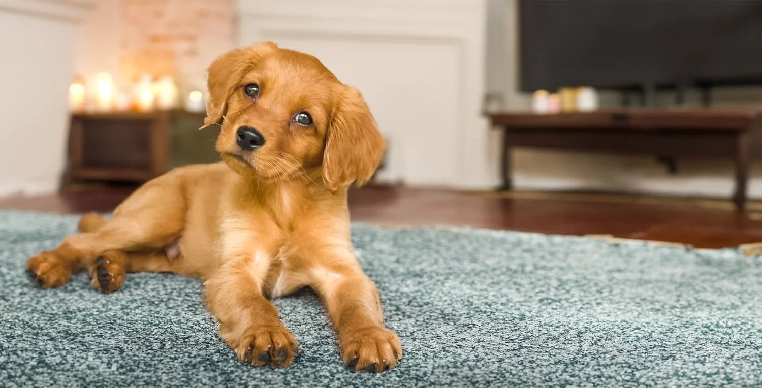Mini Golden Retriever Dog: Miniature Complete Guide 2026