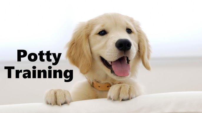 how to toilet train your puppy
