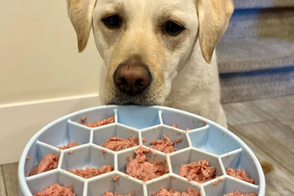 Portion Control Feeding Dogs