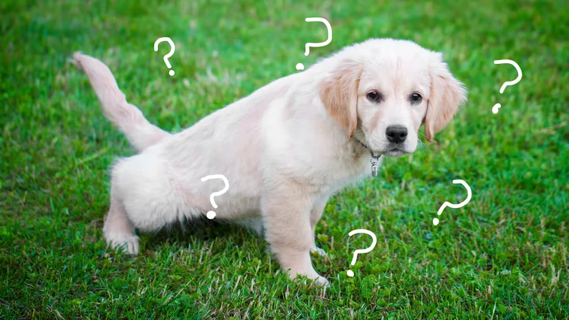 potty train a puppy 