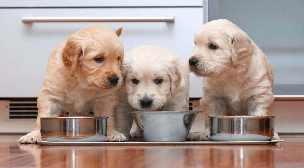 wet and dry puppy food