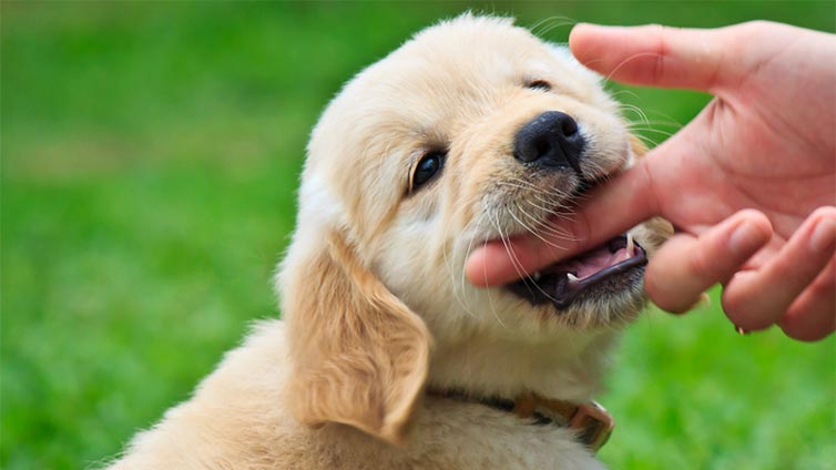 Golden Retriever biting