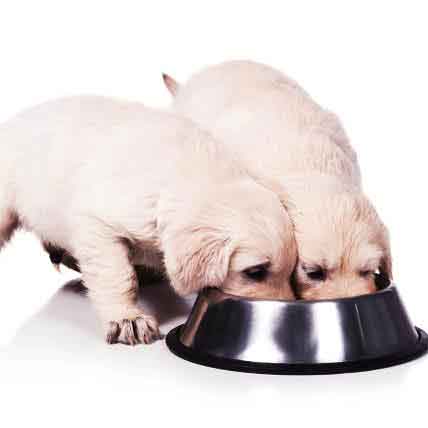 feeding portion control