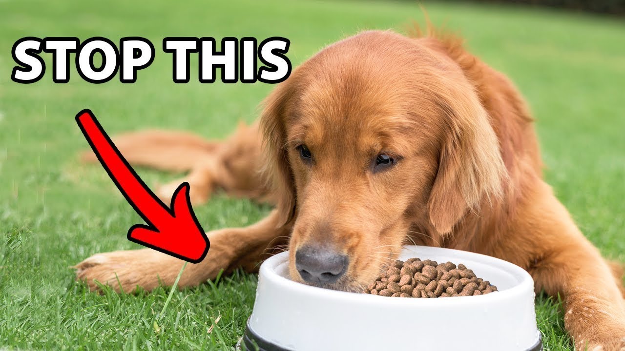 Best Adult Golden Retriever Feeding: Nutrition Guide, Feeding Chart 2026