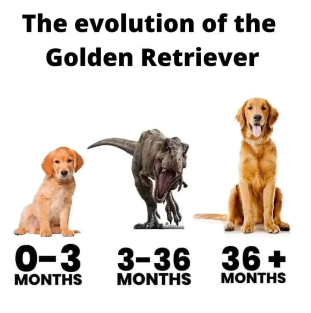 Golden Retriever Teething Stages