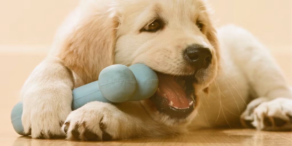 Golden Retriever Teething Stages