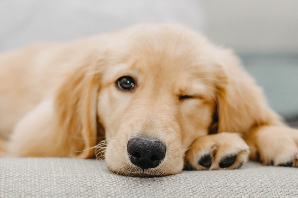 Golden Retriever Teething Stages