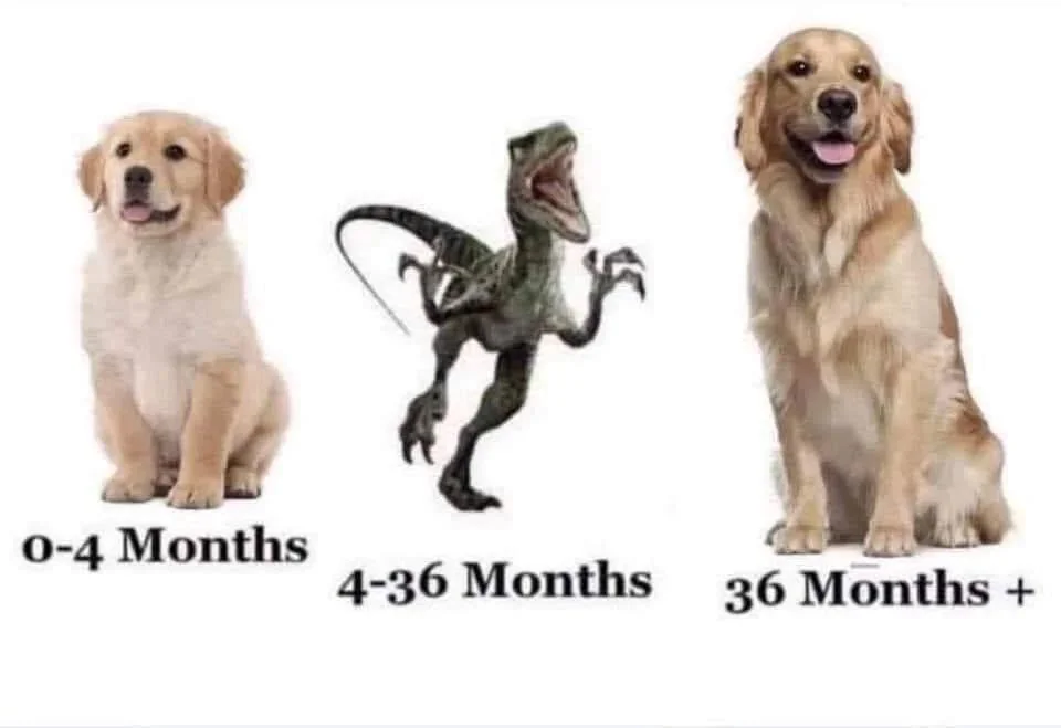 Golden Retriever behavior problems