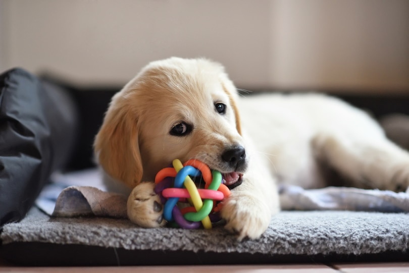 Puppy Biting Phase
