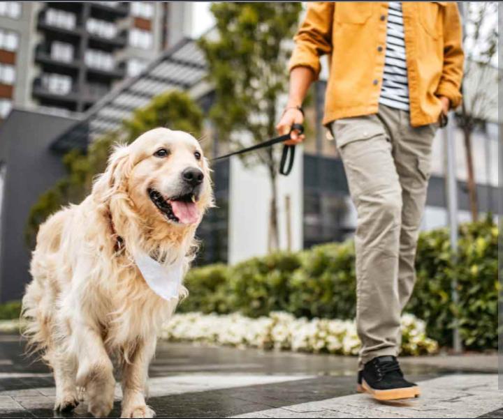 golden retriever training