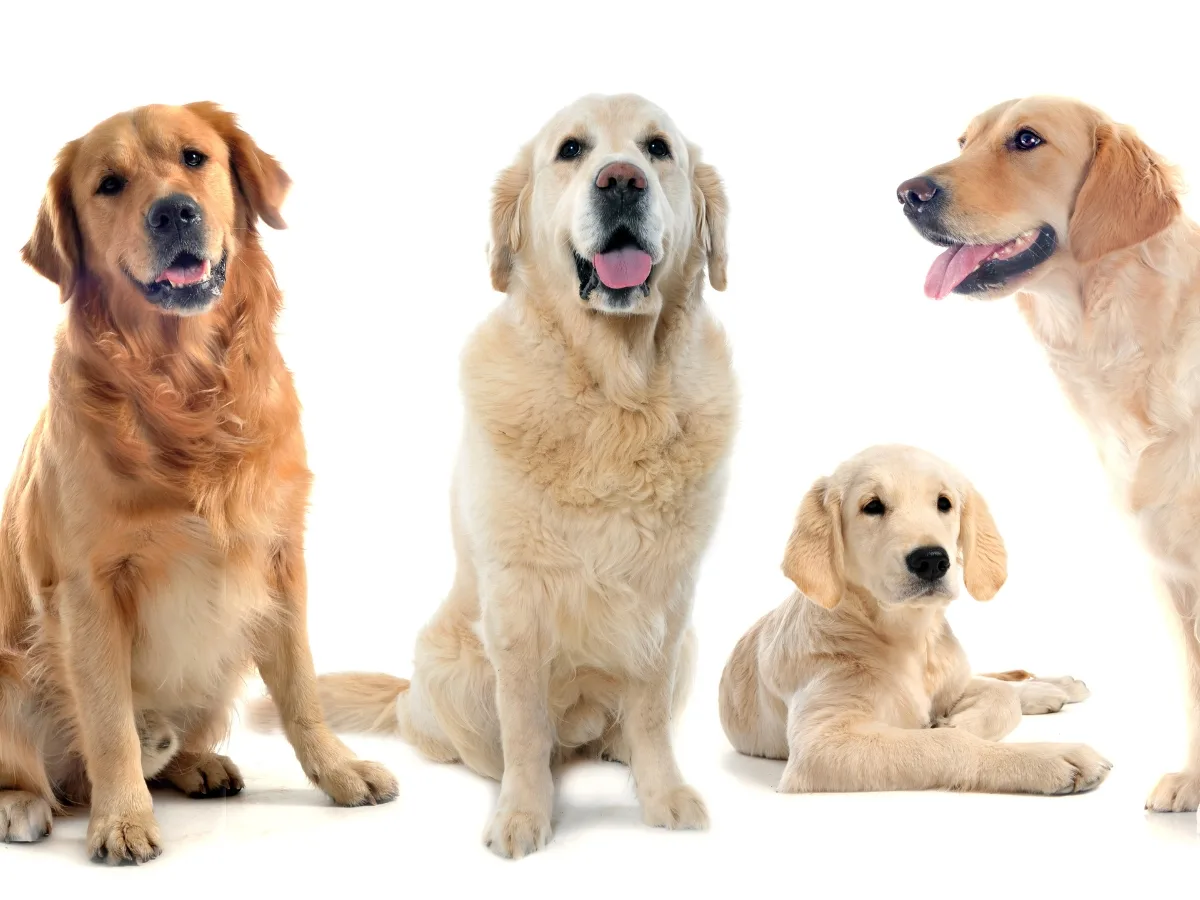 Best Golden Retriever Types and Mixes:15 Variation With Traits & Differences