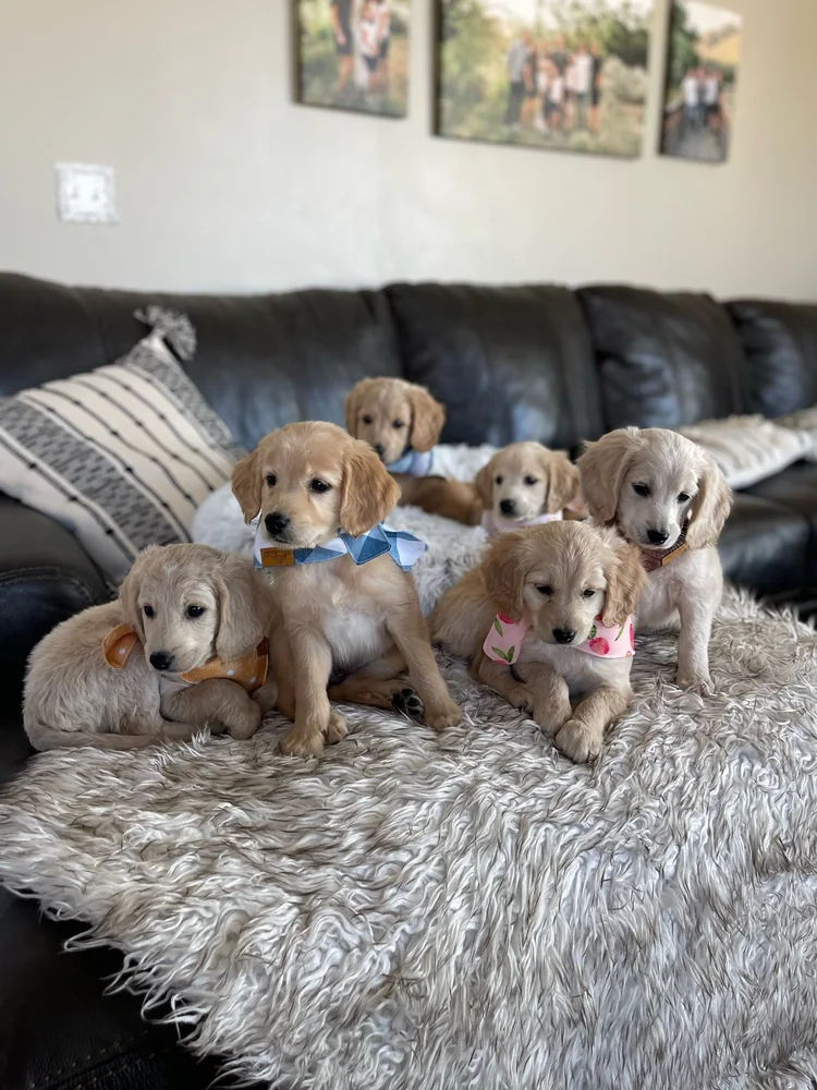 Golden Retriever types and mixes