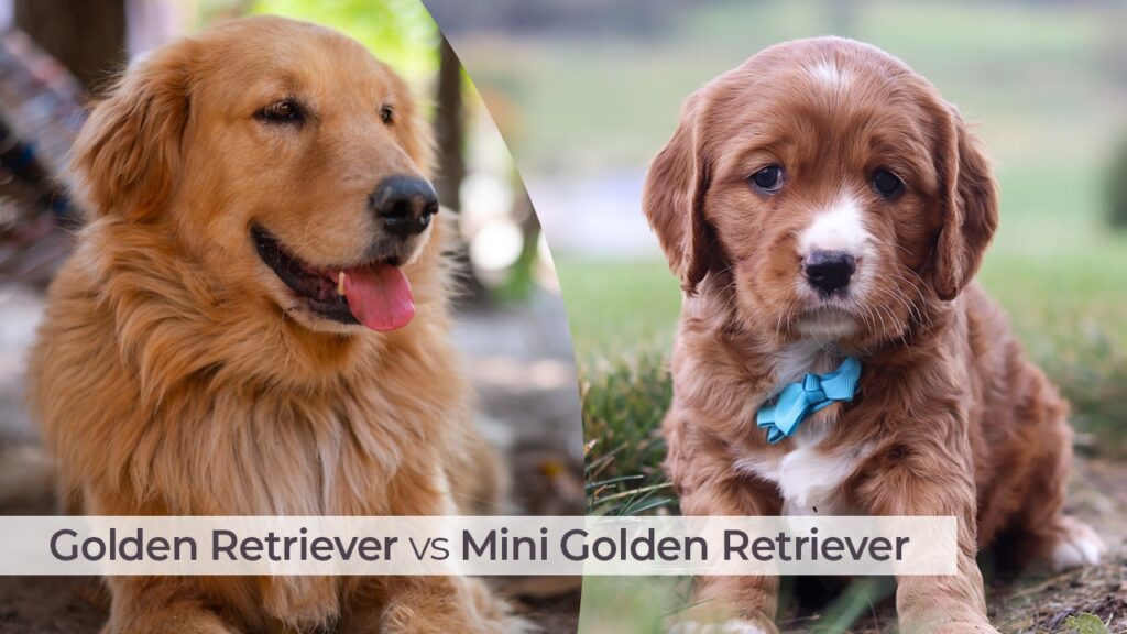 Mini Vs Stander Golden Retriever