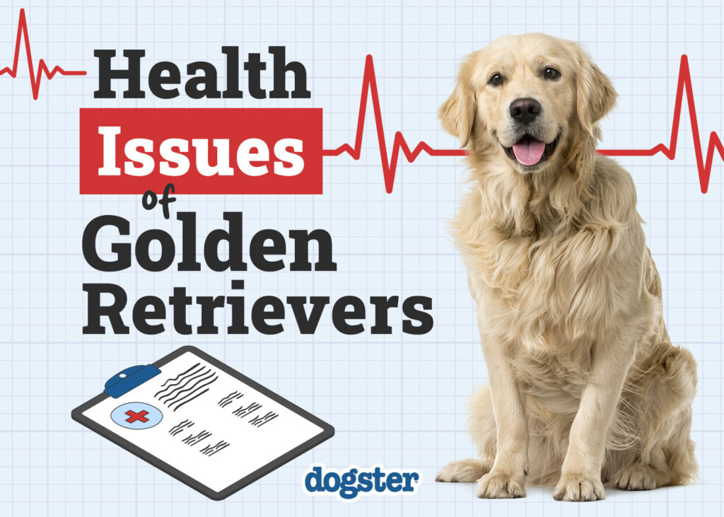 Golden Retriever Health and grooming Tips