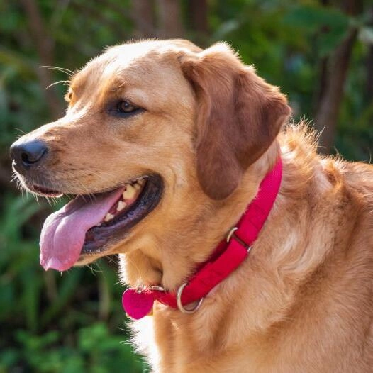 Golden Retriever Mix Lab