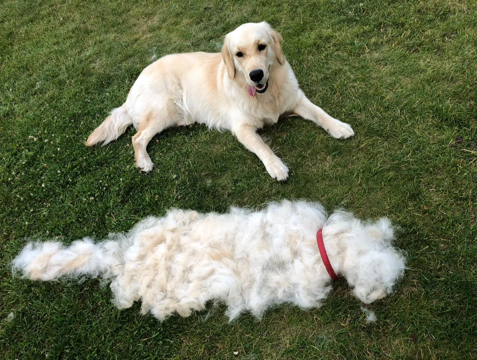 Best Golden Retriever Shedding Guide (2026): Why They Shed & How to Reduce It