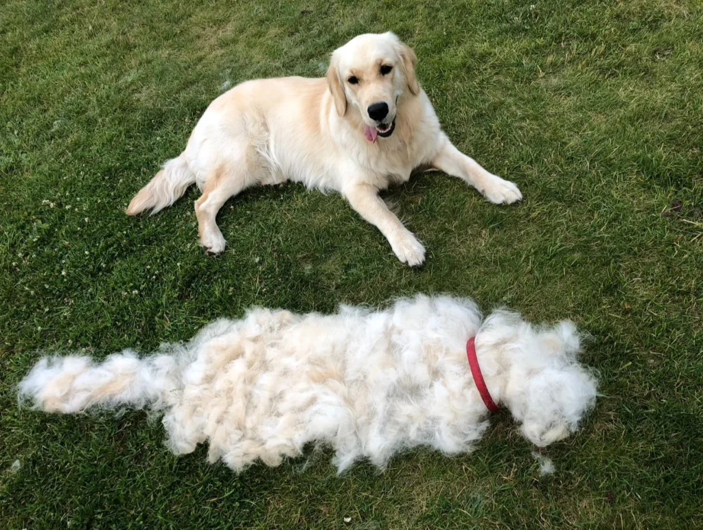 golden retriever shedding
