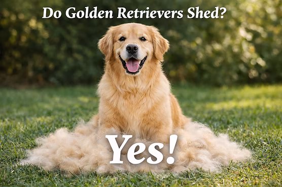 Golden Retriever Health and grooming Tips