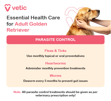 Golden Retriever Health and grooming Tips