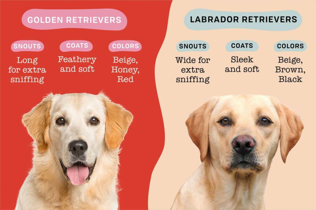 Golden Retriever Mix Lab