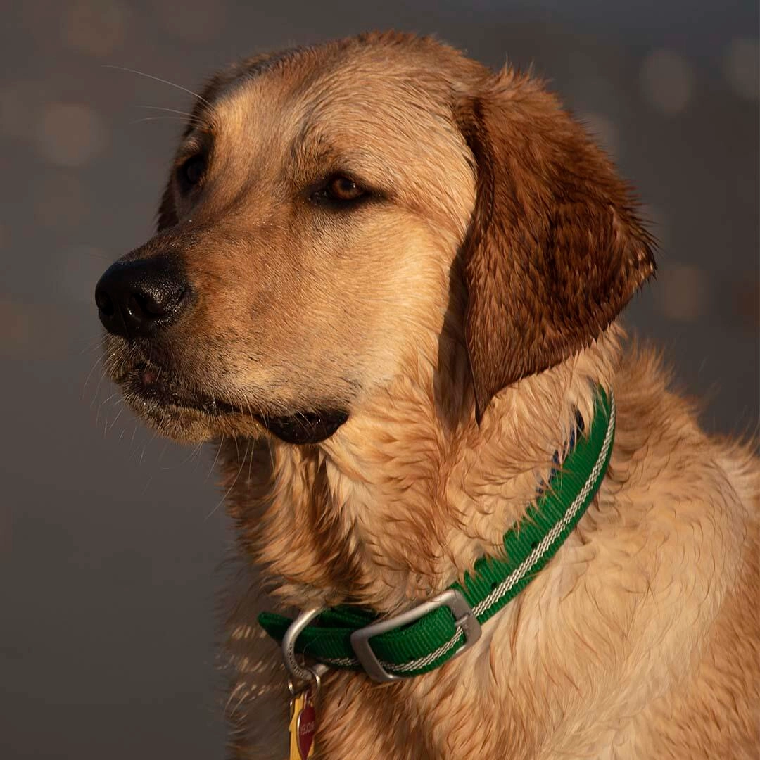 Golden Retriever Mix Lab (Goldador): Complete 2026 Guide to This Friendly Golden Retriever Mix
